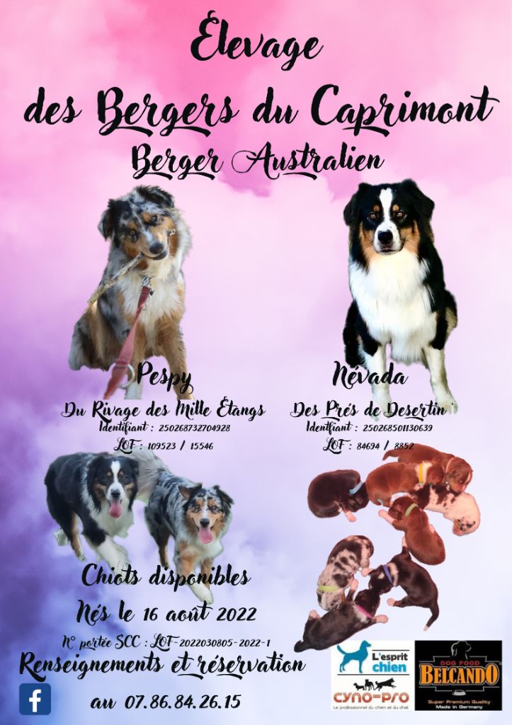 chiot Berger Australien Des Bergers Du Caprimont