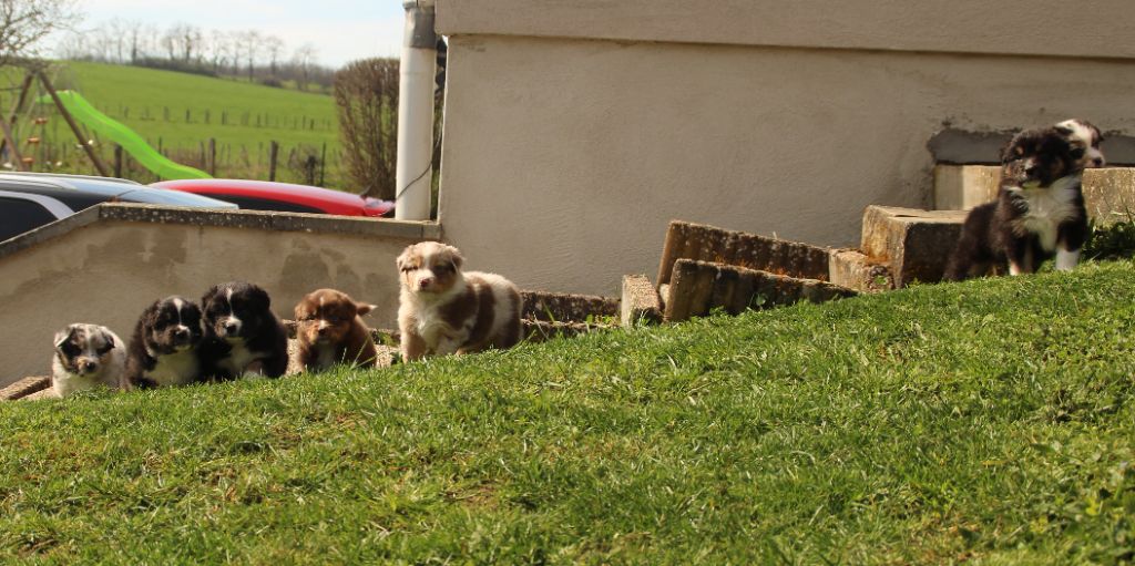 chiot Berger Australien Des Bergers Du Caprimont