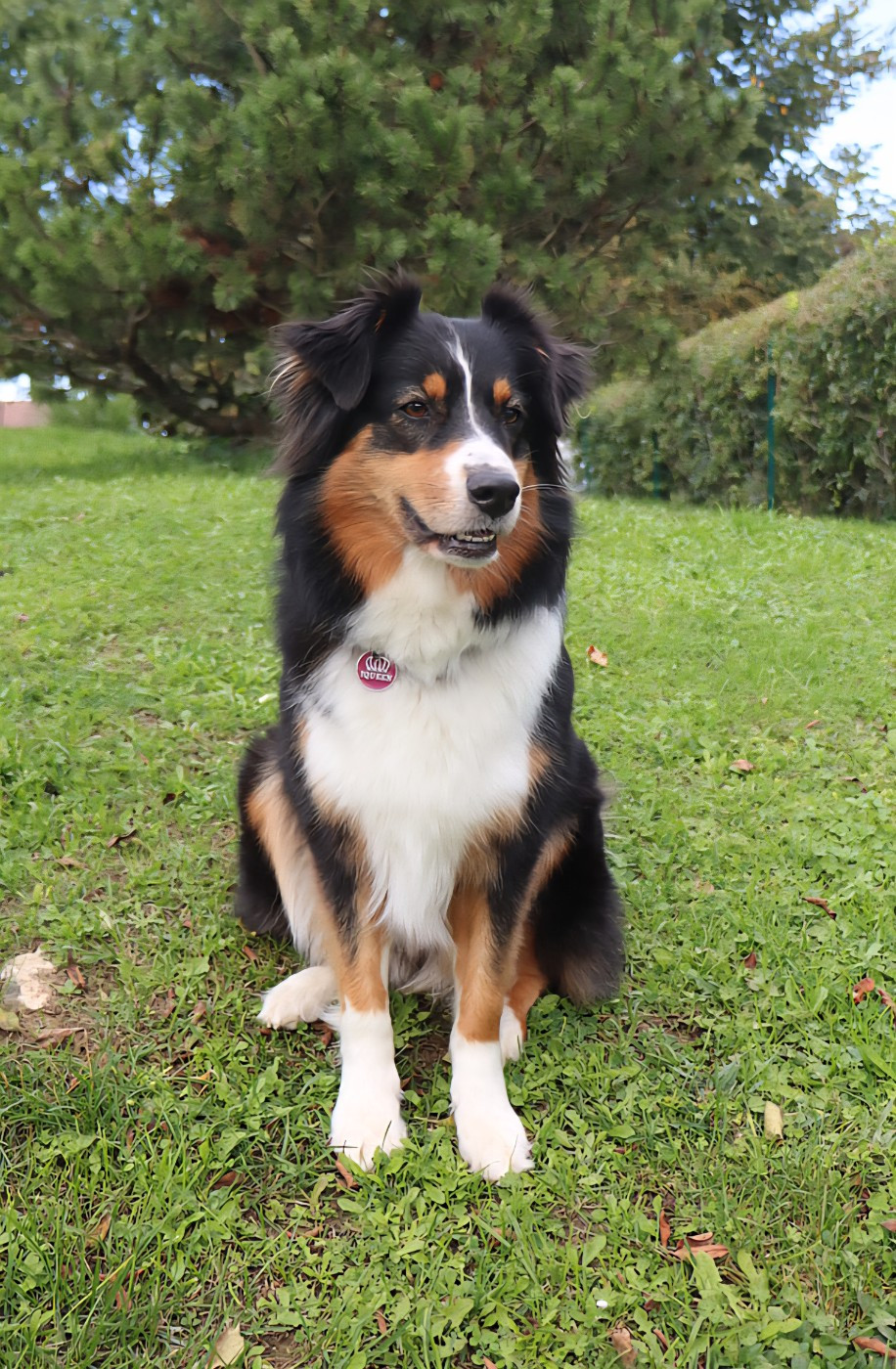 Tara Des Bergers Du Caprimont