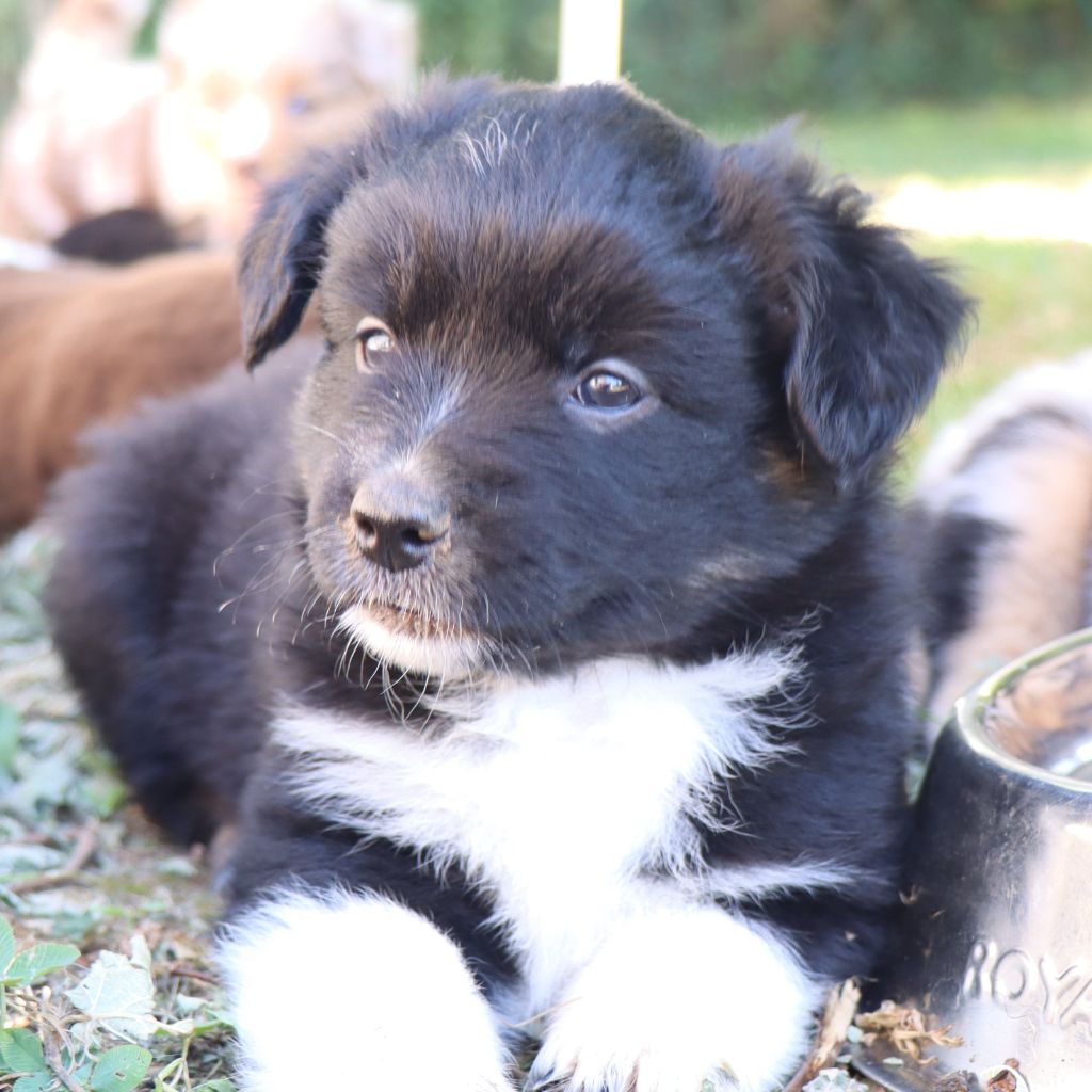 Des Bergers Du Caprimont - Chiots disponibles - Berger Américain Miniature 