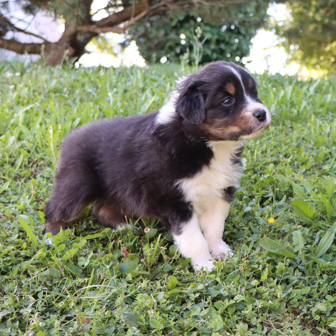 Des Bergers Du Caprimont - Chiots disponibles - Berger Australien