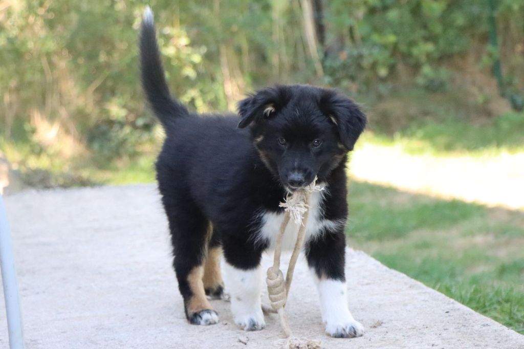 Des Bergers Du Caprimont - Chiots disponibles - Berger Américain Miniature 