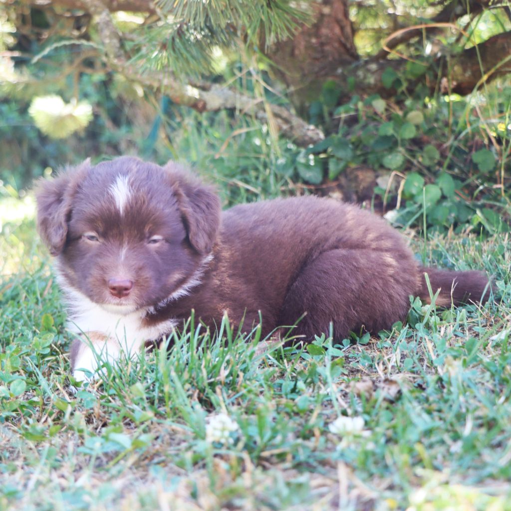 Des Bergers Du Caprimont - Chiots disponibles - Berger Américain Miniature 