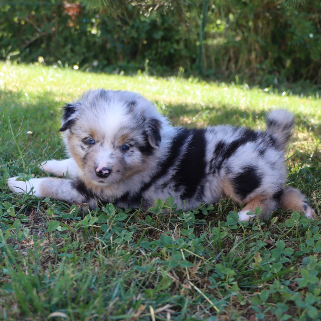 Des Bergers Du Caprimont - Chiots disponibles - Berger Américain Miniature 